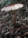 P9190087 * 1075 x 1434 * (204KB)